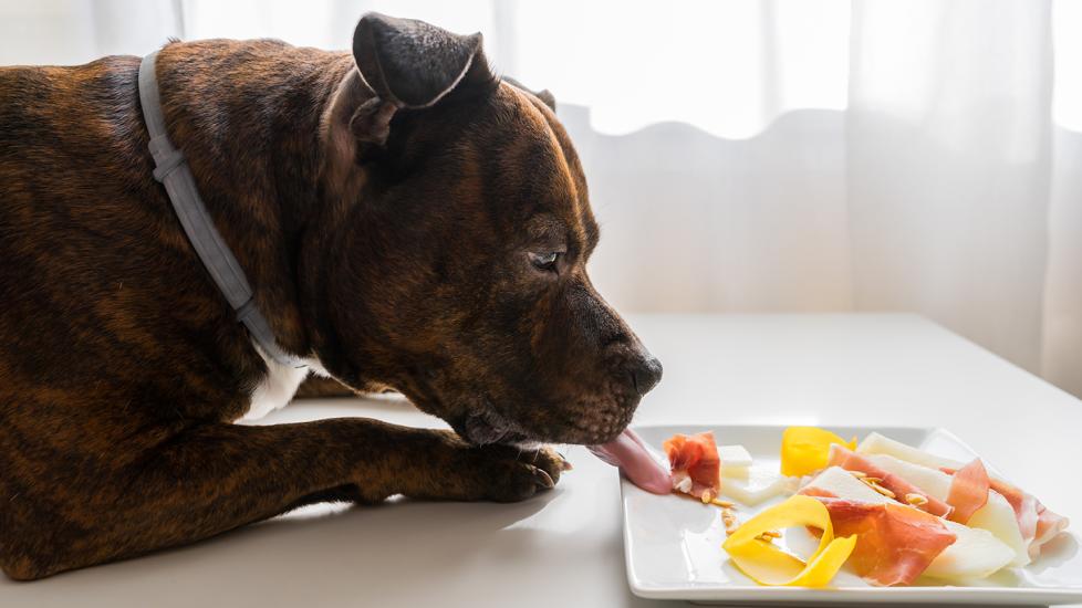 can dogs eat pork: dog staring at a plate of prosciutto